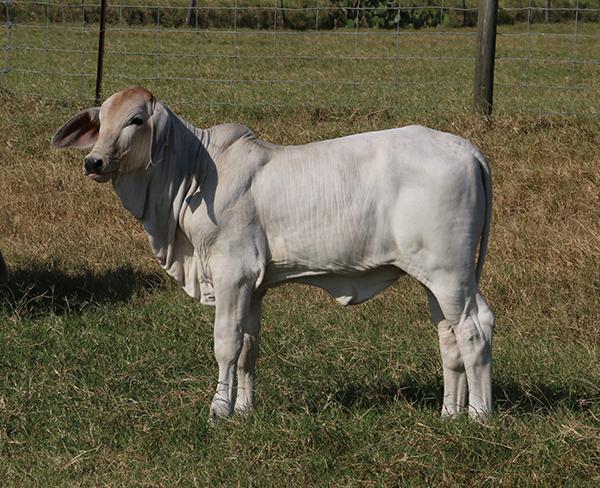 Polled Rock baby doll out of a Double A cow