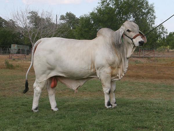 Sire - LMC Polled Authority