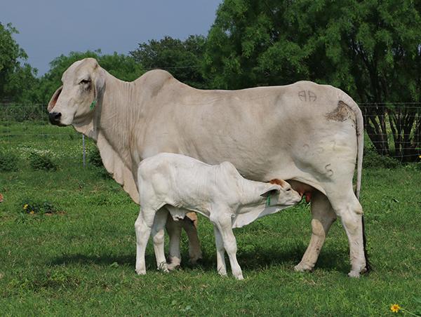 Polled Rock's royally bred dam owned by Joey Ledbetter