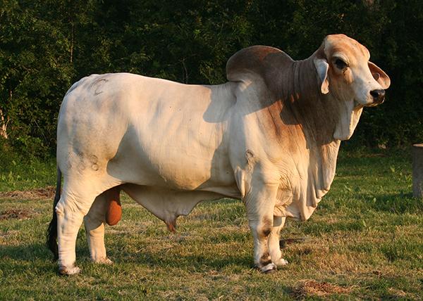 Sire - JDH MR MANSO 638