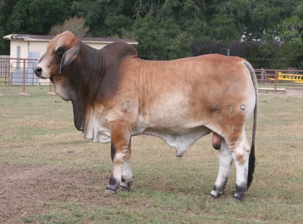 Sire - MR. V8 279/7 (P) sired by National Champion JDH Mr Elmo Manso