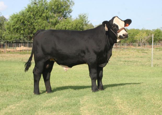 LMC Black Baldy at nine months of age