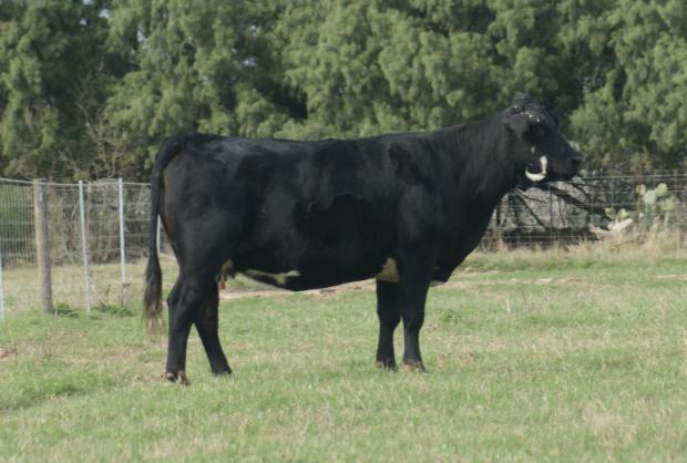 Dam of Black Baldy and LMC EF JW Black