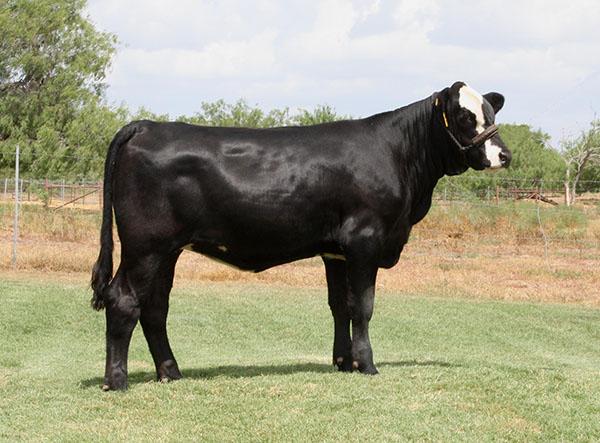 Typical Black Baldy daughter owned by Nicole Stevenson