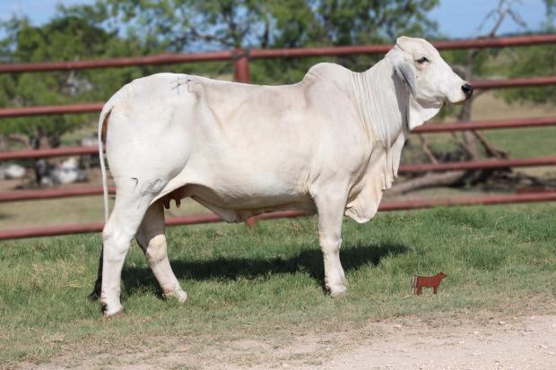 TTT Suva’s Echo Lady 700, donor dam to TTT Mr Suva Billy 844/5. Watch for her flushing offering in the sale, Lot 15! 