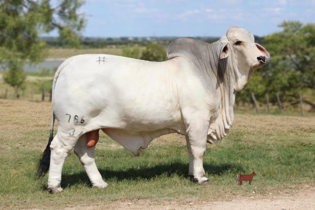 TTT Suva Bob Manso 786, full brother to Lot 1, TTT Mr Suva Billy 844/5. 