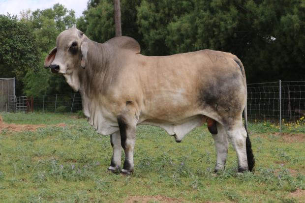 Reference Sire - MR V8 733/7 "Polled Phenom"