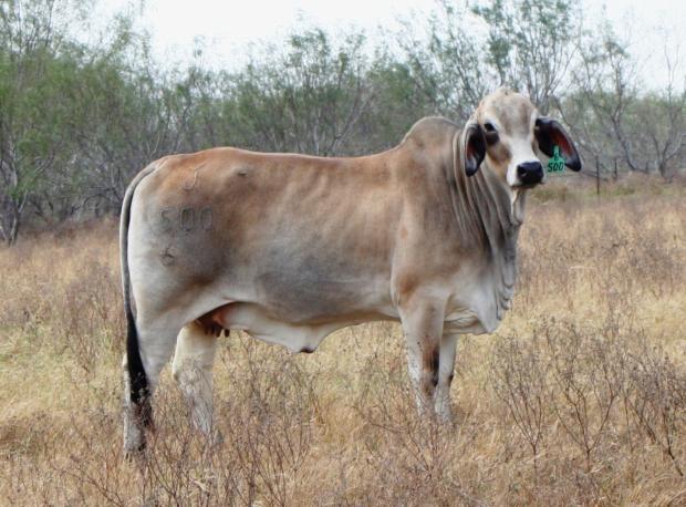 Dam - top producing, smooth polled  Jody Youngblood cow