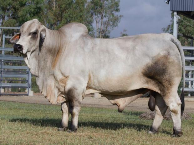 Son - Popular AI Sire in Australia