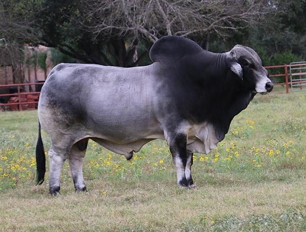 Sire - LMC Polled Madison - A COWMAN'S KINDA BULL with a ton of muscle