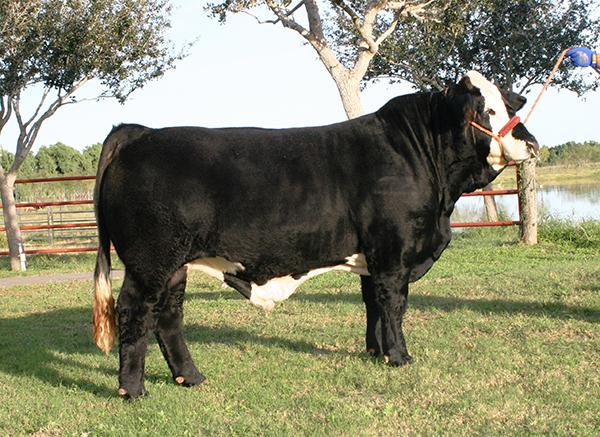 Sire - LMC Johnny Walker -  A BEEF MACHINE !!