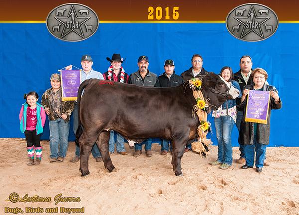 Uno son - STAR Overall Champion Steer for Cassie Flores