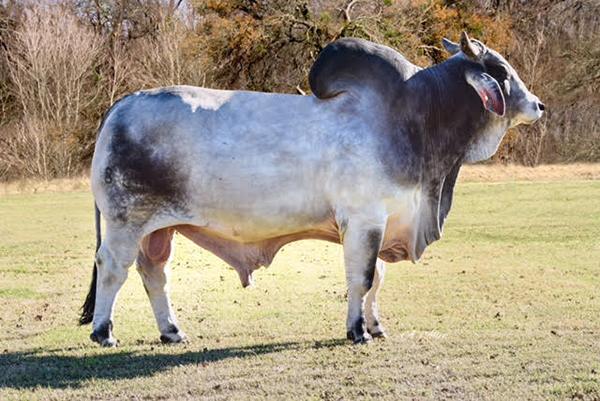 MR. KARU MANSO 800 - Sire