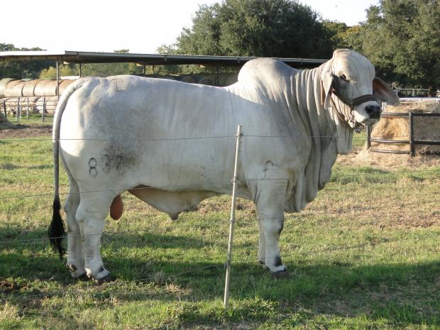 JDH MR MANSO 837 - Sire