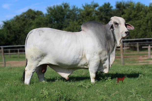 Sire of Lot 18: JDH MR MANSO 840