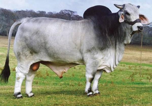 +JDH Sir Liberty Manso 847/5 is the paternal Grandsire of Lot 13 – JDH Lady Ellery Manso 691/8