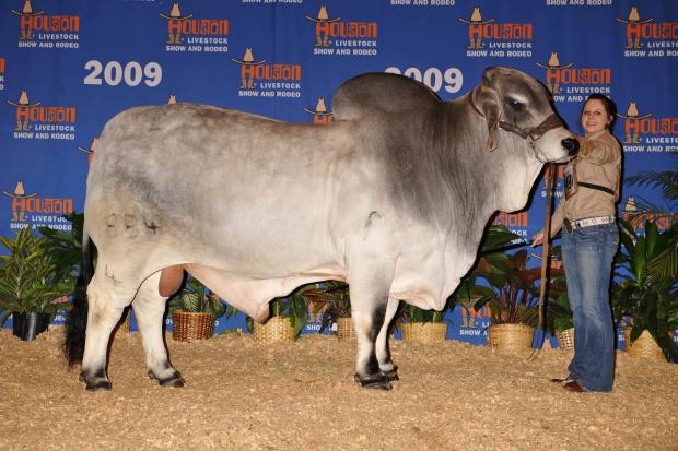 SIRE:  JDH MR MANSO 854/4