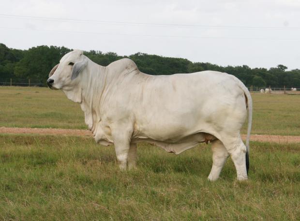 Dam - top quality donor at JDH-Forgason Cattle C0. - dam of the WOW COW