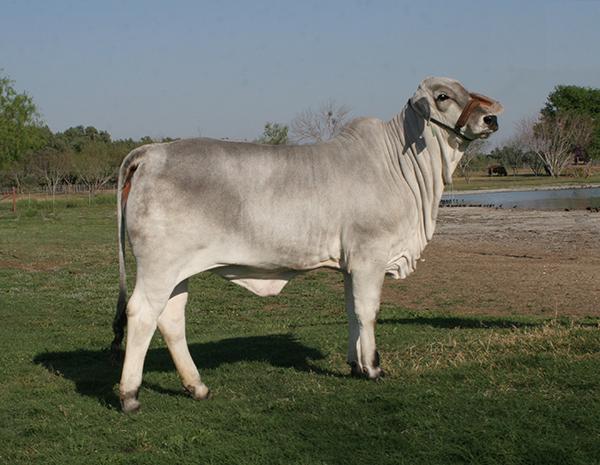 Dam as a heifer