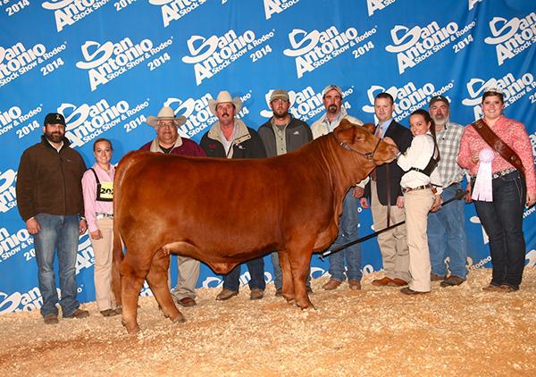 Maternal Grandsire - LMC Polled Samson - Semen is Available - call  956-802-1641