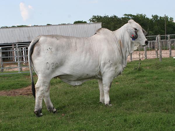 maternal sister and highest marbling cow of the Brahman breed