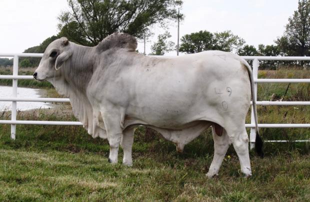 Sire - LMC Polled Dakota co-owned with Kelly Barnard