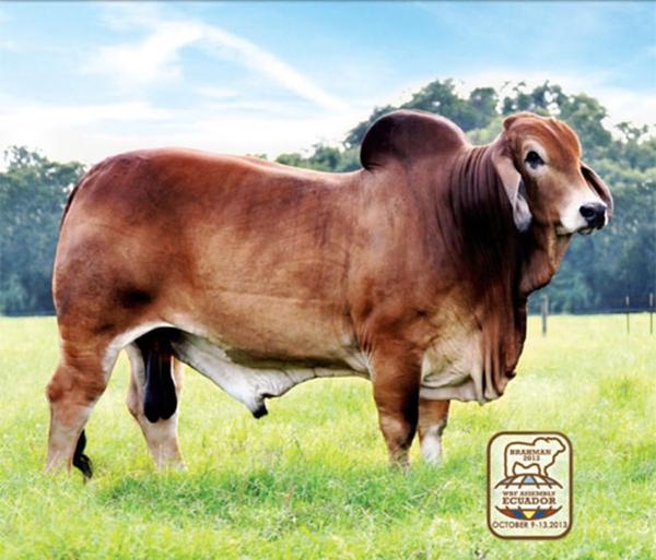 Sire of Embryos - 3X-HK Mr. 966