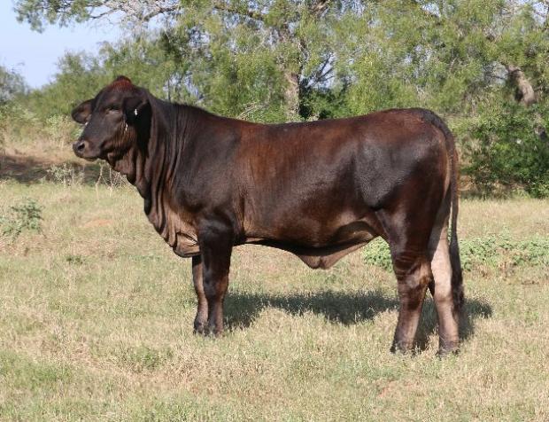 TR MT Dividend C101S ET C101, Sire of Lots 9, 14, 15, 17, & 19