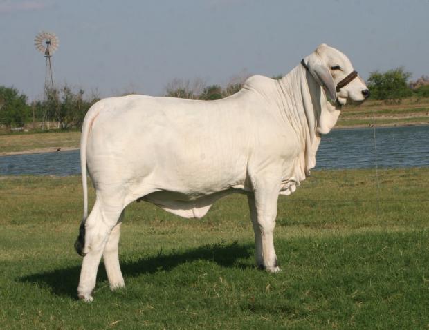 Maternal grand dam sired by LMC WFF Pistolero