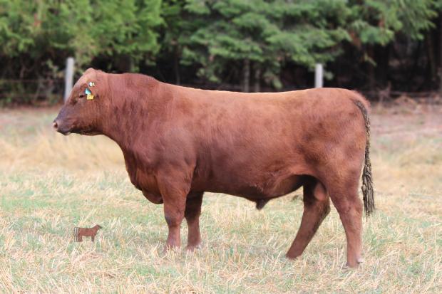 Angelo Firebrand 2045- Service Sire