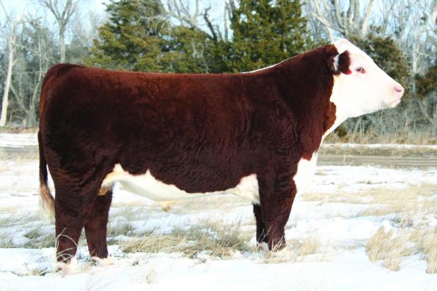 Cracker Jack Sire of Embryos