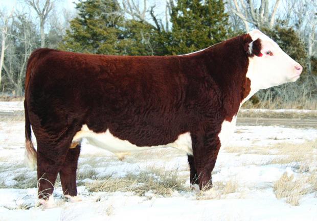 AH JDH CRACKER JACK 26U ET - Sire