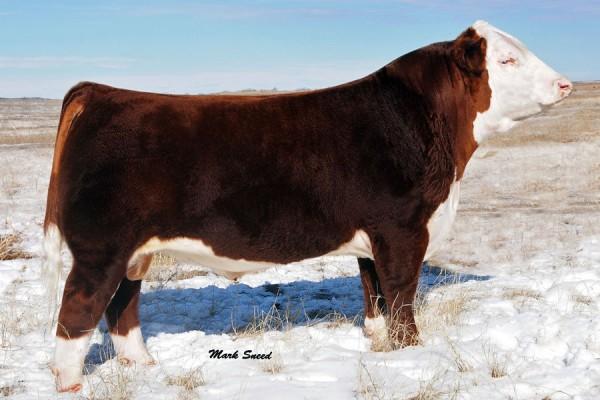 Sire - CRR ABOUT TIME 743