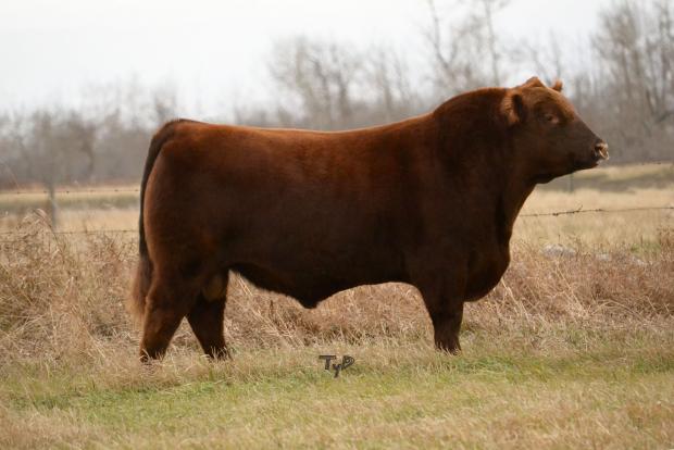 Full Brother - Red Redrich Aftershock 238A Owned by Wood Coulee Red Angus