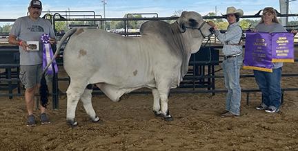 Champion Full Sibling - sold in Key to Success Sale II - BCC Mr. Jagger Manso 184/1