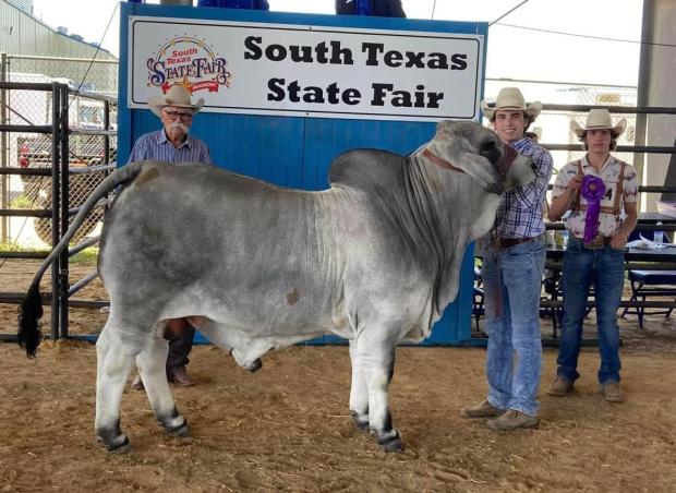 Full Sibling - sold in Key to Success Sale II - BCC Mr. Jagger Manso 184/1