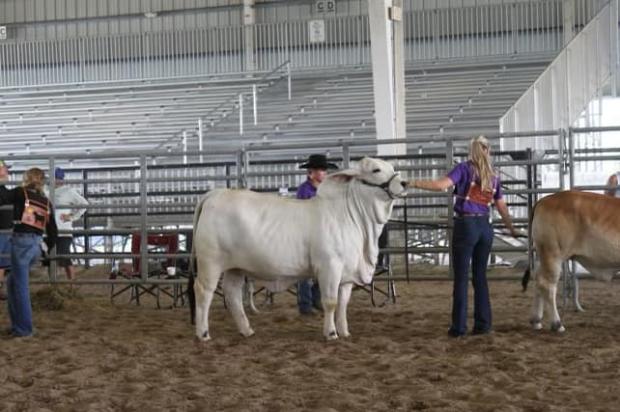 Champion Full Sibling - sold in Key to Success Sale III - BCC Lady Jolene 193/2