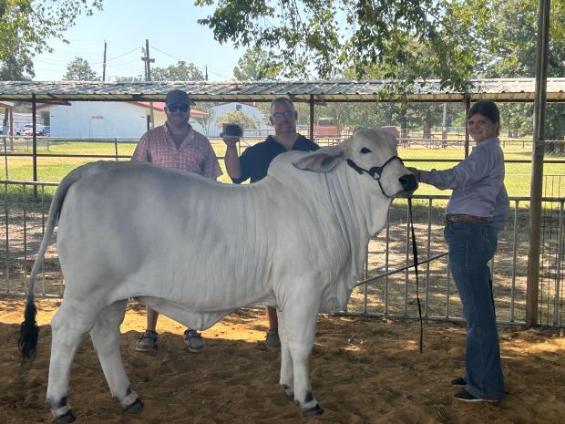 Champion Full Sibling - sold in Key to Success Sale III - BCC Lady Paisley 190/2