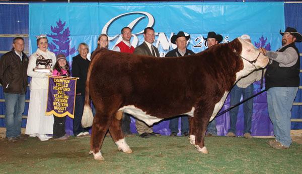 C BLACK HAWK DOWN ET - Sire of Embryos