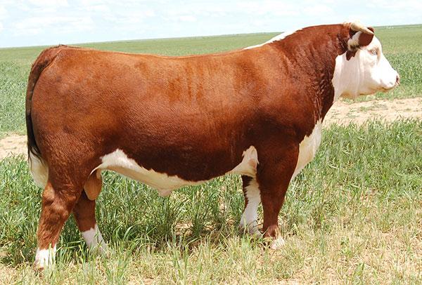 BR Nitro Aventus 3116 ET - Sire of Embryos