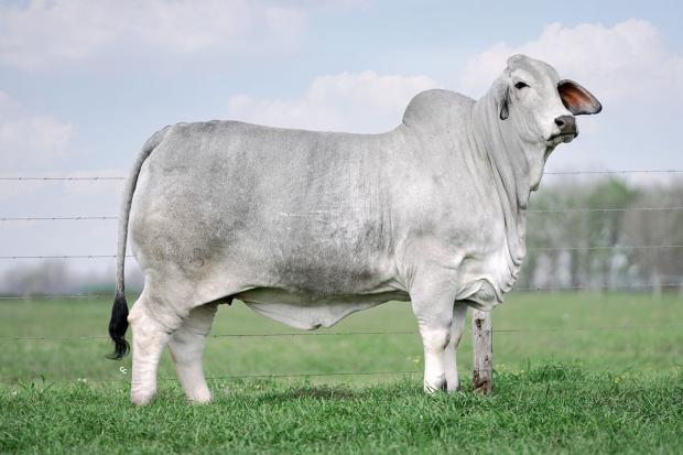 7/8 sibling - BRC Lady Glitter Sparkle 115, 2023 International Champion Female