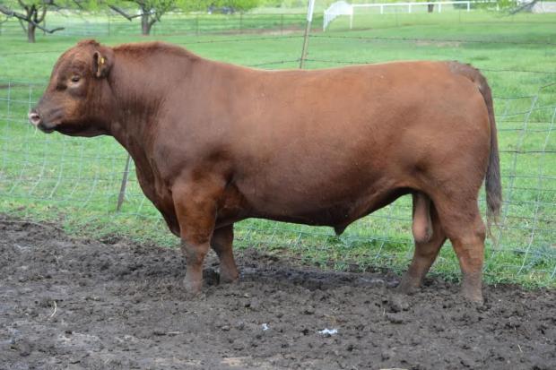 U2 Big League 173Z - Sire