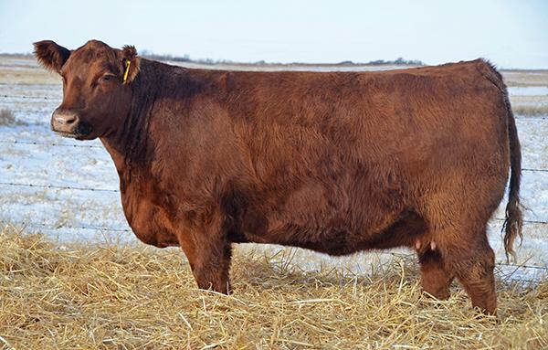 Red Brylor Bonita 204T - Dam of Lot 1