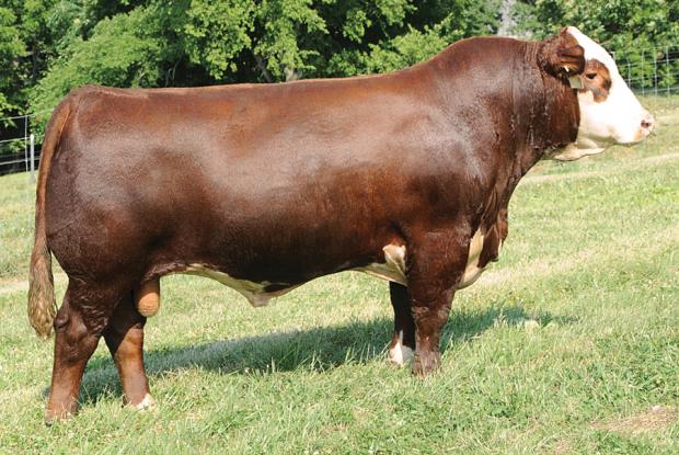 BOYD MASTERPIECE 0220 - sire