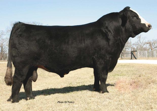 SVF/NJC Built Right - Sire