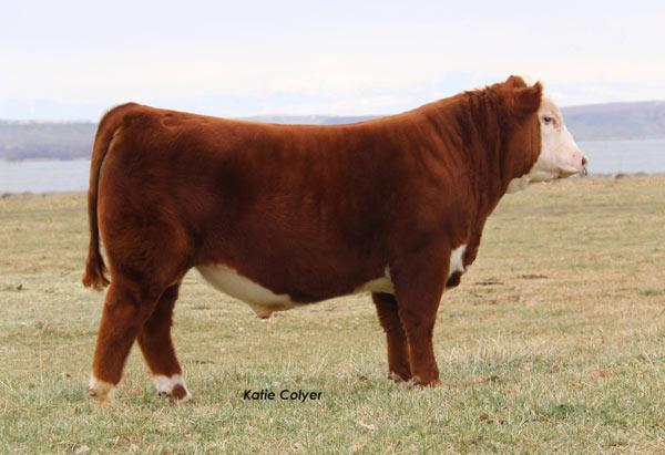 C KLC R98 MILES 4123 ET  - Sire