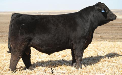  CCR Cowboy Cut - Sire