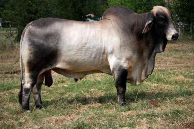 SIRE:  JDH MR MANSO 423