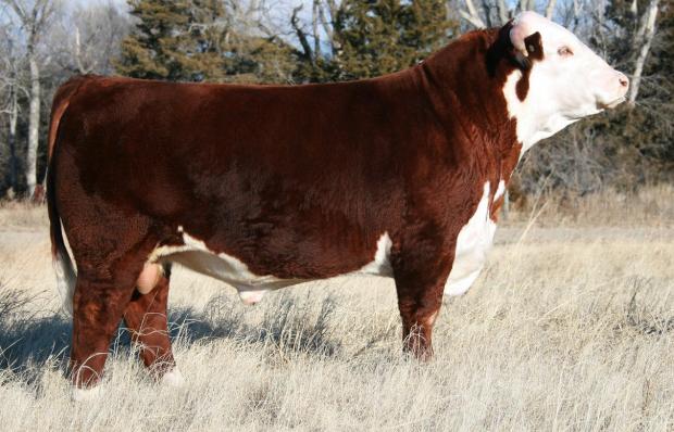 CL 1 DOMINO 955W - Sire of Embryos