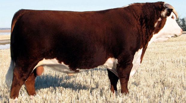 9121-Sire of Service Sire